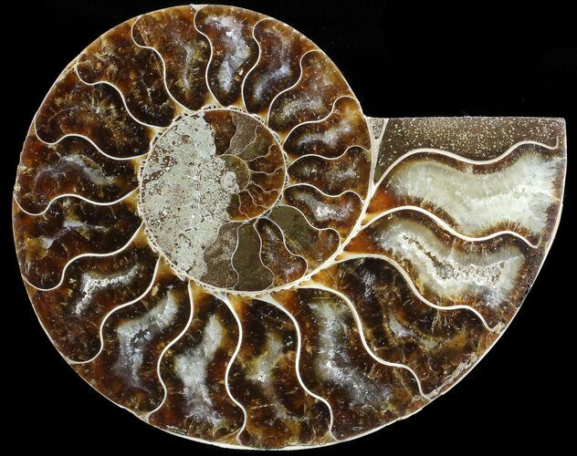 Agatized Ammonite Fossil (Half) #68825